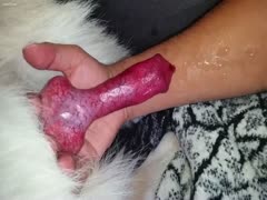 A man putting his dog on his arm to come